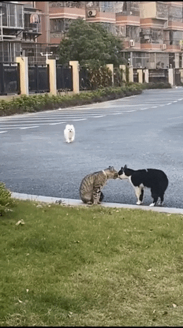 cuteanimalland giphyupload GIF