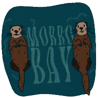 VisitMorroBayCA otters visit california morro bay morrobay GIF