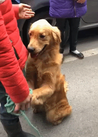 cuteanimalland giphyupload GIF