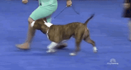 national dog show 2018 GIF by NBC