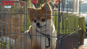 tv land GIF by Lopez on TV Land