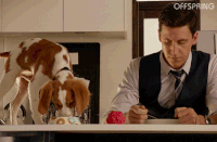 dog puppy GIF by Offspring on TEN