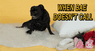 Valentines Day Love GIF by Best Friends Animal Society