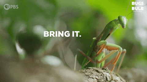 Try Me Bring It GIF by PBS