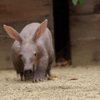 Happy San Diego GIF by San Diego Zoo Wildlife Alliance