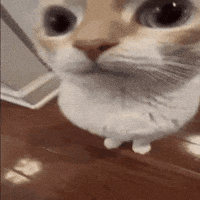 Cat Look GIF