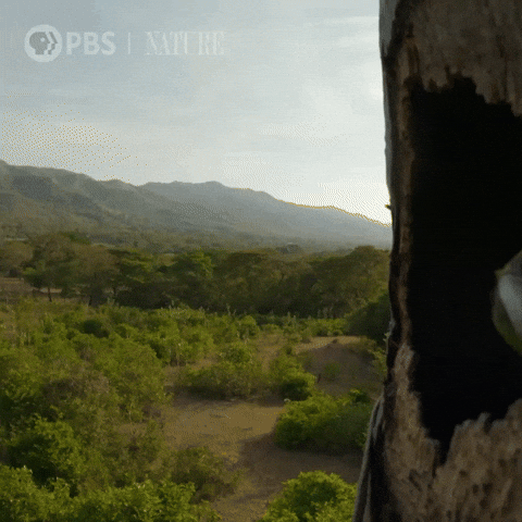 Explore Costa Rica GIF by Nature on PBS