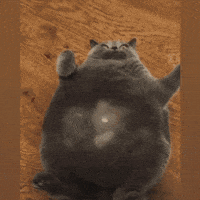 Founding Father Cat GIF