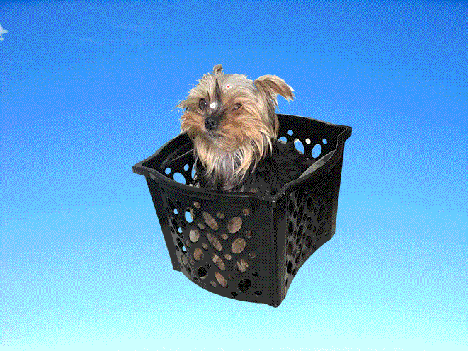 yorkshire fly dog GIF by Design4 web solutions