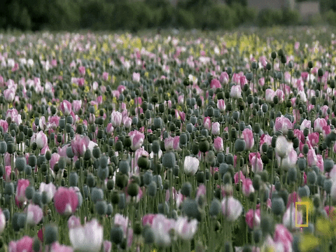 Opium Wars Pink GIF by National Geographic Channel