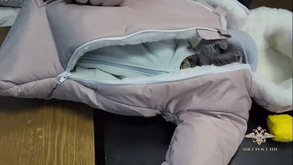 cuteanimalland giphyupload GIF