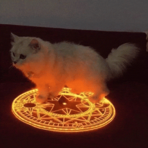 International Cat Day Kitten GIF