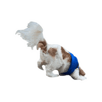 Dogs Sticker