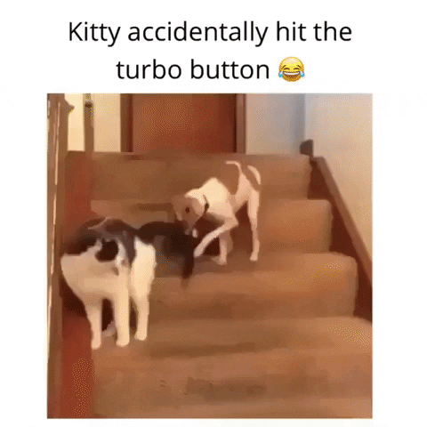 Cat Dog GIF by JustViral