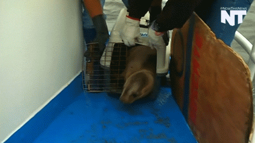 sea lion news GIF by NowThis 
