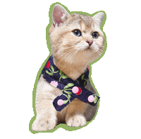 British Shorthair Love Sticker