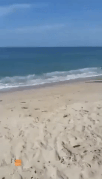 White Shark Causes Commotion Close to Massachusetts Beach