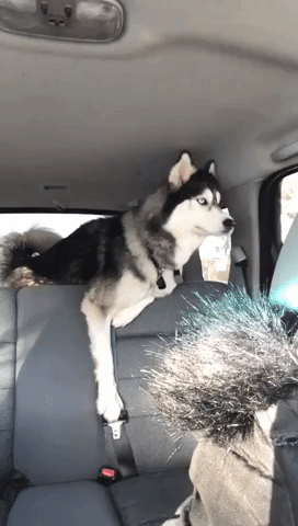 Siberian Husky is Super Excited for the Dog Park