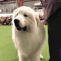 dog show GIF by Westminster Kennel Club