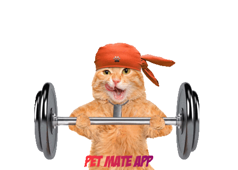 petmateishere giphyupload cat giphystrobetesting strong Sticker