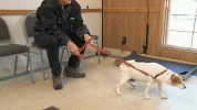 nat geo GIF by Nat Geo Wild 