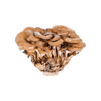 Mushroom Commons Sticker by Commons. adaptógenos