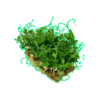Beleaf_farming peas beleaf microgreens Sticker