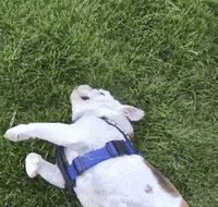 DrakeUGriff mascot drake bulldog iowa GIF