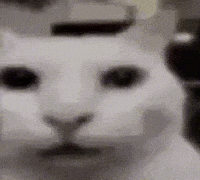 Rustyyus cat wow what wtf GIF