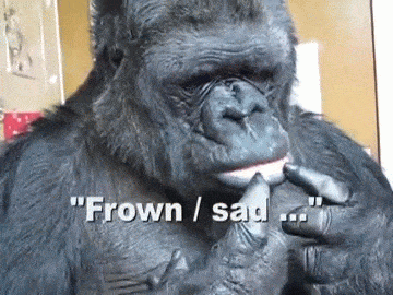 video koko GIF