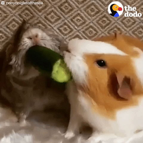 hamsters eating GIF by The Dodo