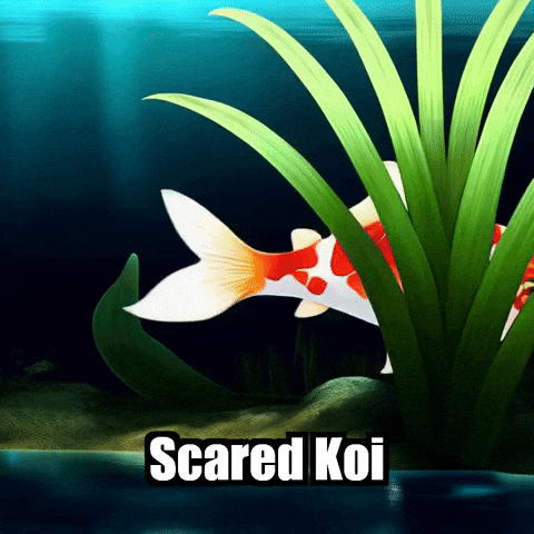 Koi Fish Fear GIF by TheConfishius