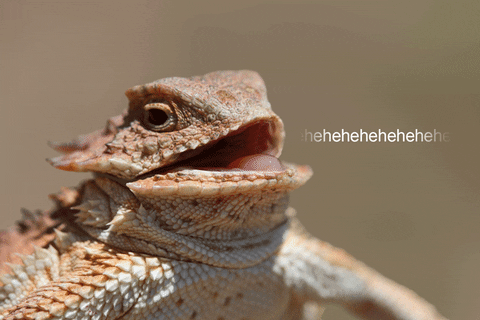 Wildlife gif. Close-up of a horned lizard head as it appears to be laughing. Text, "hehehehehehe."