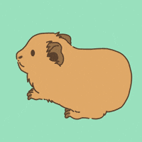 Licht Guineapig GIF