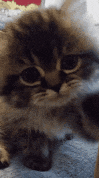 Cat Hello GIF