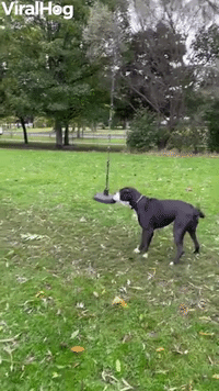 Dog Wants to Play on Rope Swing