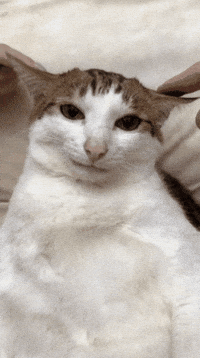 China Cat GIF