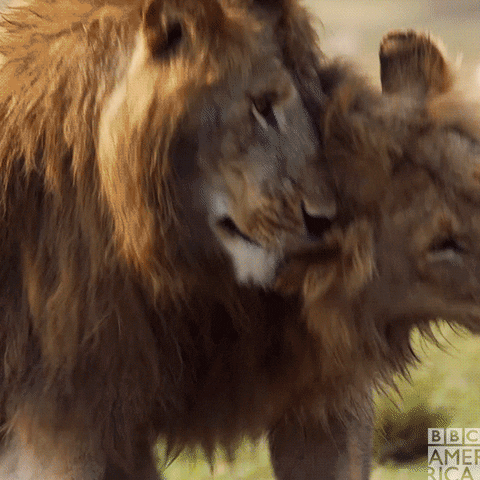 Happy Sir David Attenborough GIF by BBC America