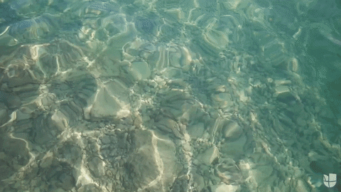 GIF by Univision Noticias