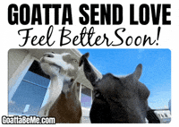 Feel Better Get Well GIF by Goatta Be Me Goats! Adventures of Pumpkin, Cookie and Java!