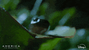 America Nationalgeographic GIF by Nat Geo Wild