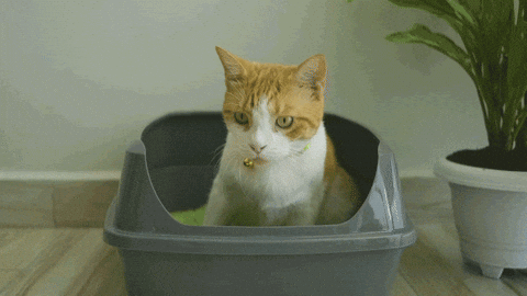 SoyKitty giphyupload eco-friendly cat walking cat litter GIF
