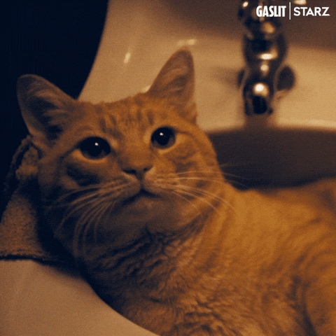 Cats Pet GIF by Gaslit