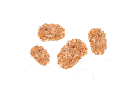 QuakerNL cruesli quakernl multigrain chococrisp Sticker