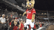 epchihuahuas baseball chihuahua mascots chico GIF