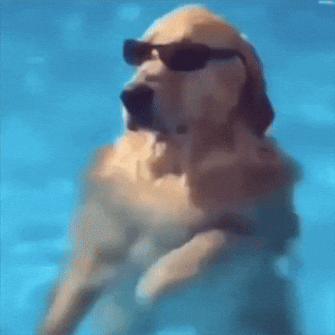 GIF by INACH