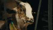 Football Goat GIF by Guinness Africa