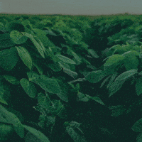 rainbowagrobrasil rainbow agro rainbowagro tudosobrecrescimento GIF