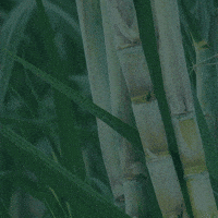 rainbowagrobrasil rainbow agro rainbowagro tudosobrecrescimento GIF