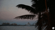 GIF by Univision Noticias